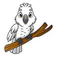 Cute white cockatoo cartoon on white background vector