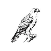 Falcon Image Vector, Illustation Of a Falcon vector