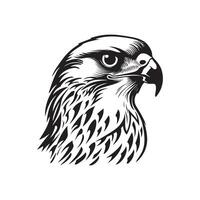 Falcon Image Vector, Illustation Of a Falcon vector