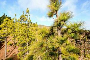 pine trees in the mountains photo