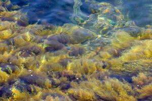 the water is covered with algae and rocks photo