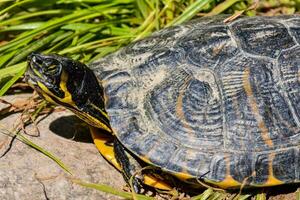 a turtle is sitting on the ground in the grass photo