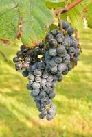 a bunch of grapes hanging from a vine photo