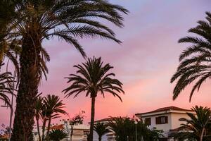 Palm tree silhouette during sunset in canary islands photo