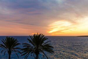 Palm tree silhouette during sunset in canary islands photo