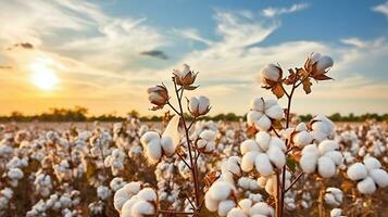 Delicate Cotton Fields Ready to be Gathered. Generative AI photo