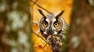 Hidden portrait of Long-eared Owl with big orange eyes behind larch tree trunk. Generative AI photo