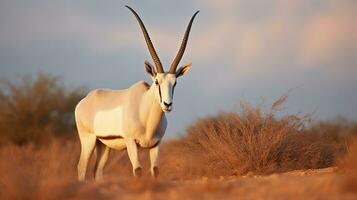 Arabian Oryx Unveiled - Exploring the Enchanting Wildlife of Shaumari Reserve. Generative AI photo