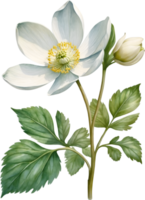 AI generated Watercolor paintings of Wood Anemone flowers. Ai-Generated. png