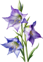 AI generated Watercolor paintings of Harebell flowers. Ai-Generated. png