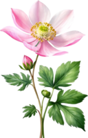 AI generated Watercolor paintings of Wood Anemone flowers. Ai-Generated. png