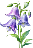 AI generated Watercolor paintings of Harebell flowers. Ai-Generated. png