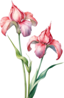 AI generated Watercolor paintings of Corncockle flowers. Ai-Generated. png