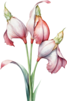 AI generated Watercolor paintings of Corncockle flowers. Ai-Generated. png