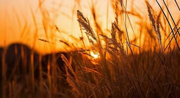 Dry Grass at Sunset,Nature background, Generative AI photo