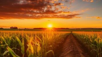 A Breathtaking Sunrise Paints the Cornfield in Radiant Hues, Generative AI photo
