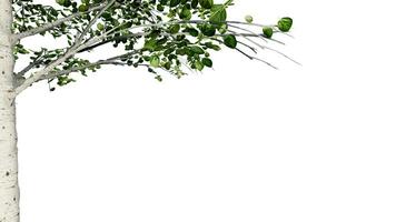 tree leave nature transparent cut out forest isolated background 3d render. photo