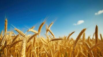 Wheat field against blue sky, Generative AI photo