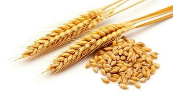 Beautiful Isolation of Wheat Ears and Seeds on a White Background. Generative AI photo