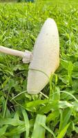 Wild mushroom fungus in a field of green grass. Beautiful closeup of forest mushrooms in grass, autumn season. little fresh mushrooms, growing in green grass autumn photo