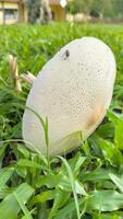 Wild mushroom fungus in a field of green grass. Beautiful closeup of forest mushrooms in grass, autumn season. little fresh mushrooms, growing in green grass autumn photo