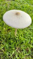 Wild mushroom fungus in a field of green grass. Beautiful closeup of forest mushrooms in grass, autumn season. little fresh mushrooms, growing in green grass autumn photo