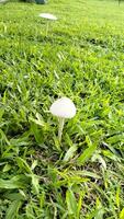 Wild mushroom fungus in a field of green grass. Beautiful closeup of forest mushrooms in grass, autumn season. little fresh mushrooms, growing in green grass autumn photo