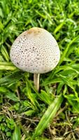 Wild mushroom fungus in a field of green grass. Beautiful closeup of forest mushrooms in grass, autumn season. little fresh mushrooms, growing in green grass autumn photo