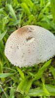 Wild mushroom fungus in a field of green grass. Beautiful closeup of forest mushrooms in grass, autumn season. little fresh mushrooms, growing in green grass autumn photo