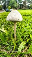 Wild mushroom fungus in a field of green grass. Beautiful closeup of forest mushrooms in grass, autumn season. little fresh mushrooms, growing in green grass autumn photo