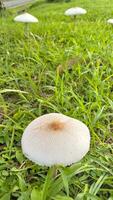 Wild mushroom fungus in a field of green grass. Beautiful closeup of forest mushrooms in grass, autumn season. little fresh mushrooms, growing in green grass autumn photo