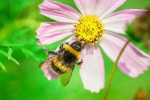 Bumblebee on a flower macro. Bumblebee collects flower nectar photo