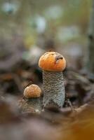 álamo temblón seta. leccinum albostipitatum. gorra naranja boleto. bosque comestible seta. foto