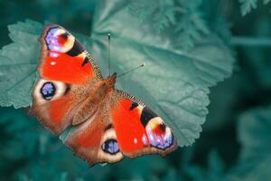 europeo pavo real mariposa aglais yo. Copiar espacio. foto