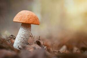 Beautiful birch bolete birch mushroom, rough boletus or brown-cap fungus in grass with autumn leaves. photo