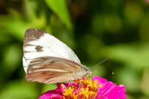 Cabbage white butterfly Pieris brassicae sitting on a yellow flower in the middle of a garden with a blurred green background. photo