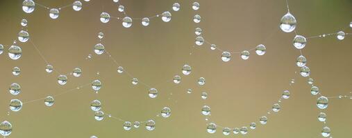 The spider web with dew drops. Abstract background photo