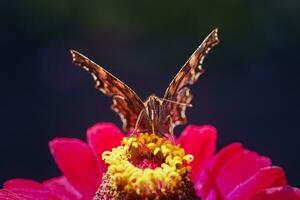 European peacock butterfly Aglais io. Copy space. photo