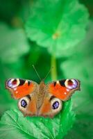 European peacock butterfly Aglais io. Copy space. photo