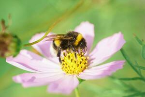 Bumblebee on a flower macro. Bumblebee collects flower nectar.. photo