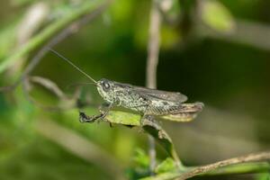 Meadow grasshopper, grasshopper photo