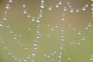 The spider web with dew drops. Abstract background photo