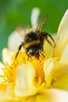 abejorro en un flor macro. abejorro recoge flor néctar. foto