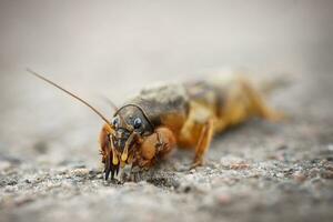 Gryllotalpa gryllotalpa, European mole cricket - agricultural pest on the background soils. photo