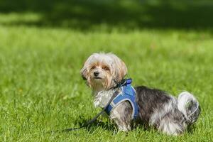 Beautiful puppy of bolognese dog. photo