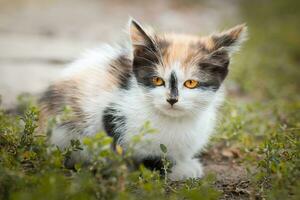 Gray striped cat walks on a leash on green grass outdoors.. photo