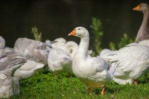 Sunny summer landscape with domestic geese on meadow. Geese graze on green grass photo