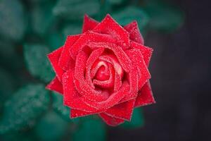 Beautiful red rose flower, closeup photo