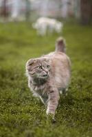 Gray striped cat walks on a leash on green grass outdoors.. photo