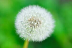 Close up of white fluffy dandelion against a green blurred background. photo